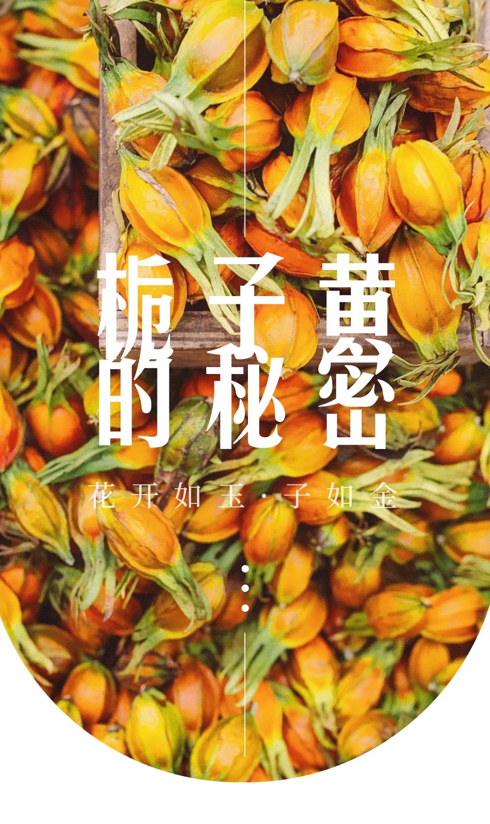 梔子黃
